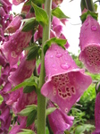 SX18743 Foxgloves.jpg